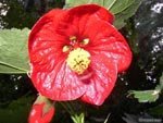 Abutilon