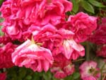 Rose Dorothy