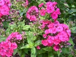 Phlox