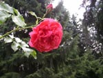 Rose Rosarium �tersen