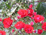 Rote Rosen