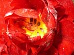 Tulpe