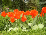 Tulpen