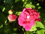 Rose Tuscani superb