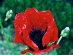Mohn